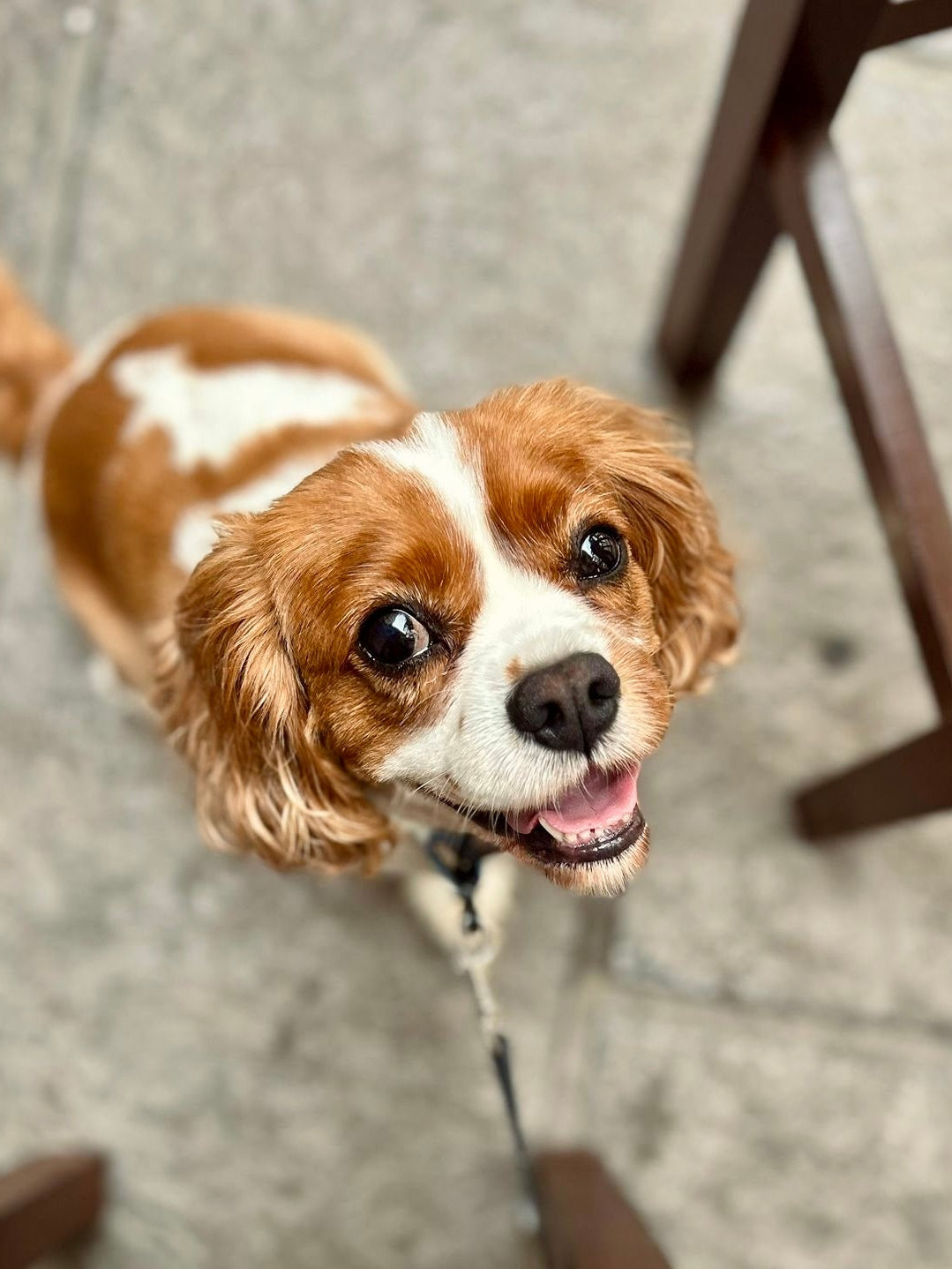 A brown and white Cavalier King Charles Spaniel dog looking up at the camera on a leash, standing on a gray stone floor between wooden chairs.