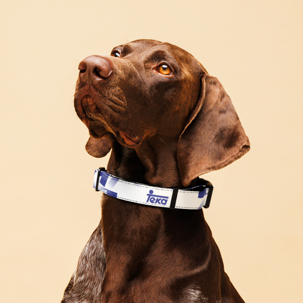 A close-up of a brown dog wearing a white and blue reflective collar with the brand name 'teKa' printed on it, set against a solid beige background.