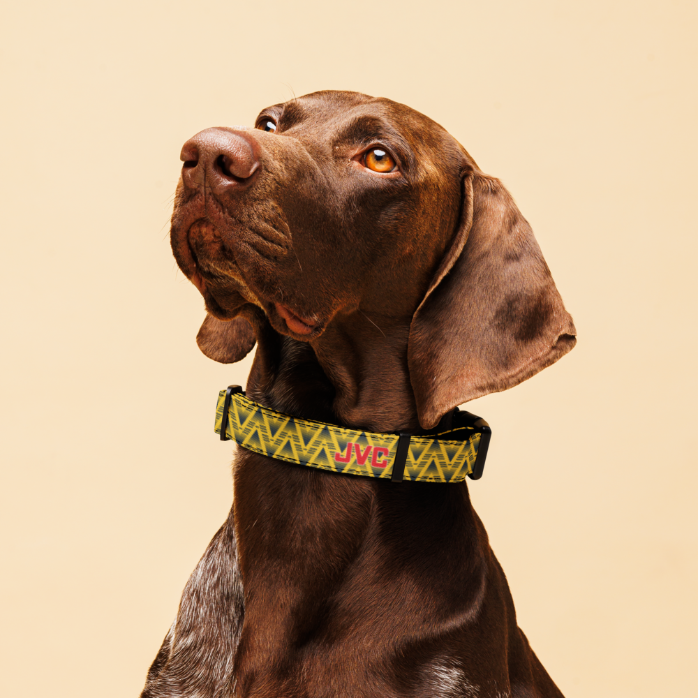 A close-up of a brown dog wearing a personalized yellow and green patterned collar with 'JVC' embroidered in pink, set against a solid beige background.