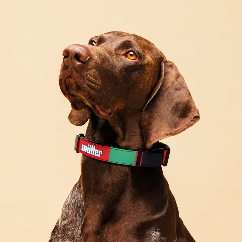 A close-up of a brown dog wearing a red and green collar with the brand name 'miller' printed in white on the red section, set against a solid beige background.