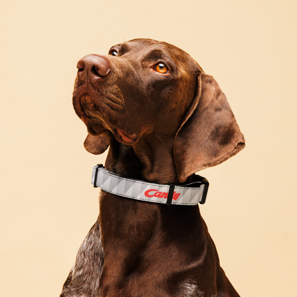 A brown dog wearing a reflective gray collar with red 'Candy' branding, set against a solid beige background.