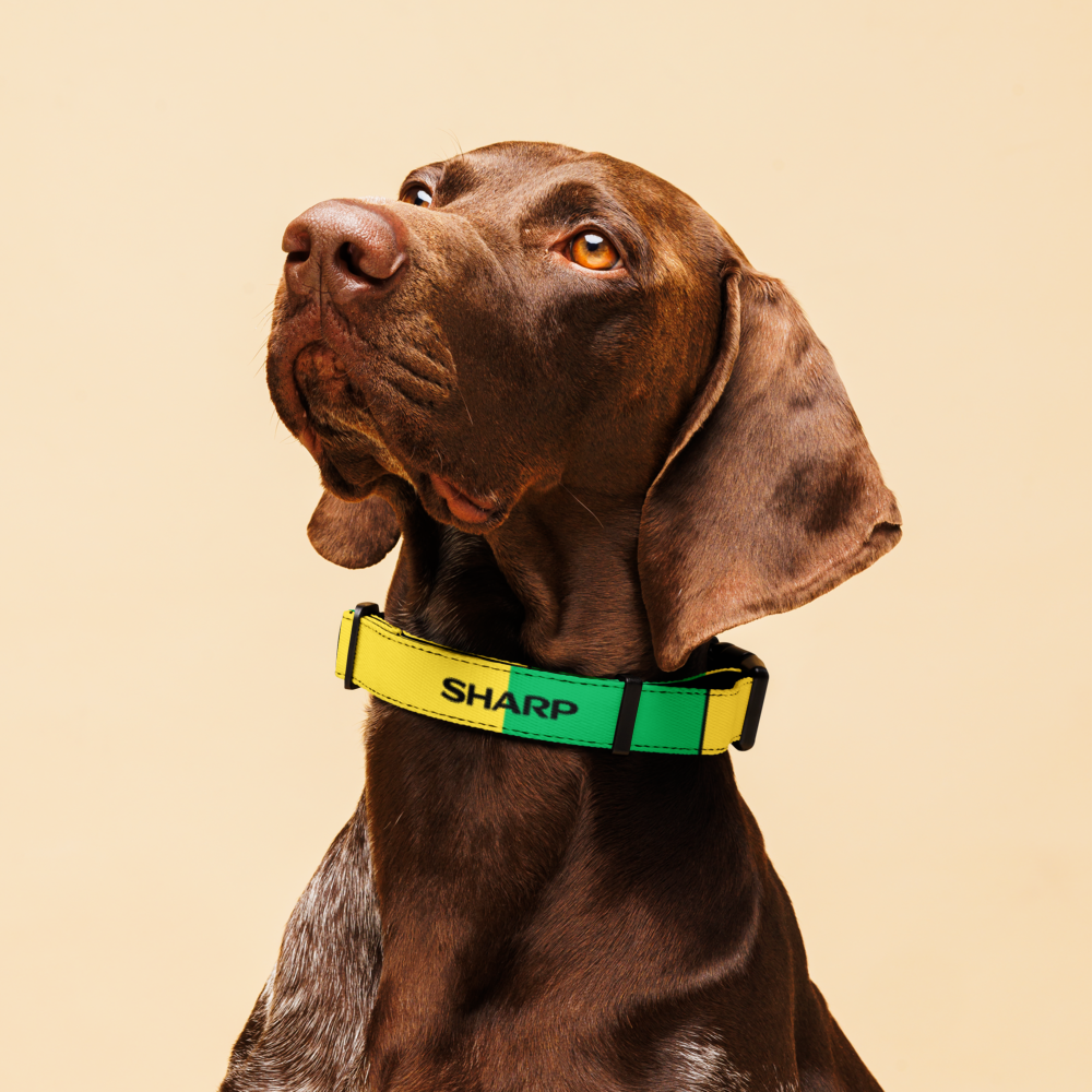 A close-up of a brown dog wearing a bright yellow and green collar with the brand name SHARP printed in black, set against a solid beige background.