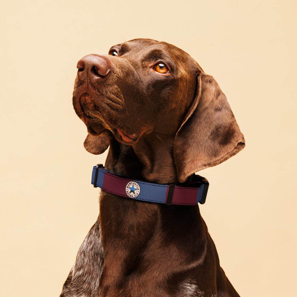 A close-up of a brown dog wearing a blue and burgundy collar with a circular star emblem, set against a solid beige background.