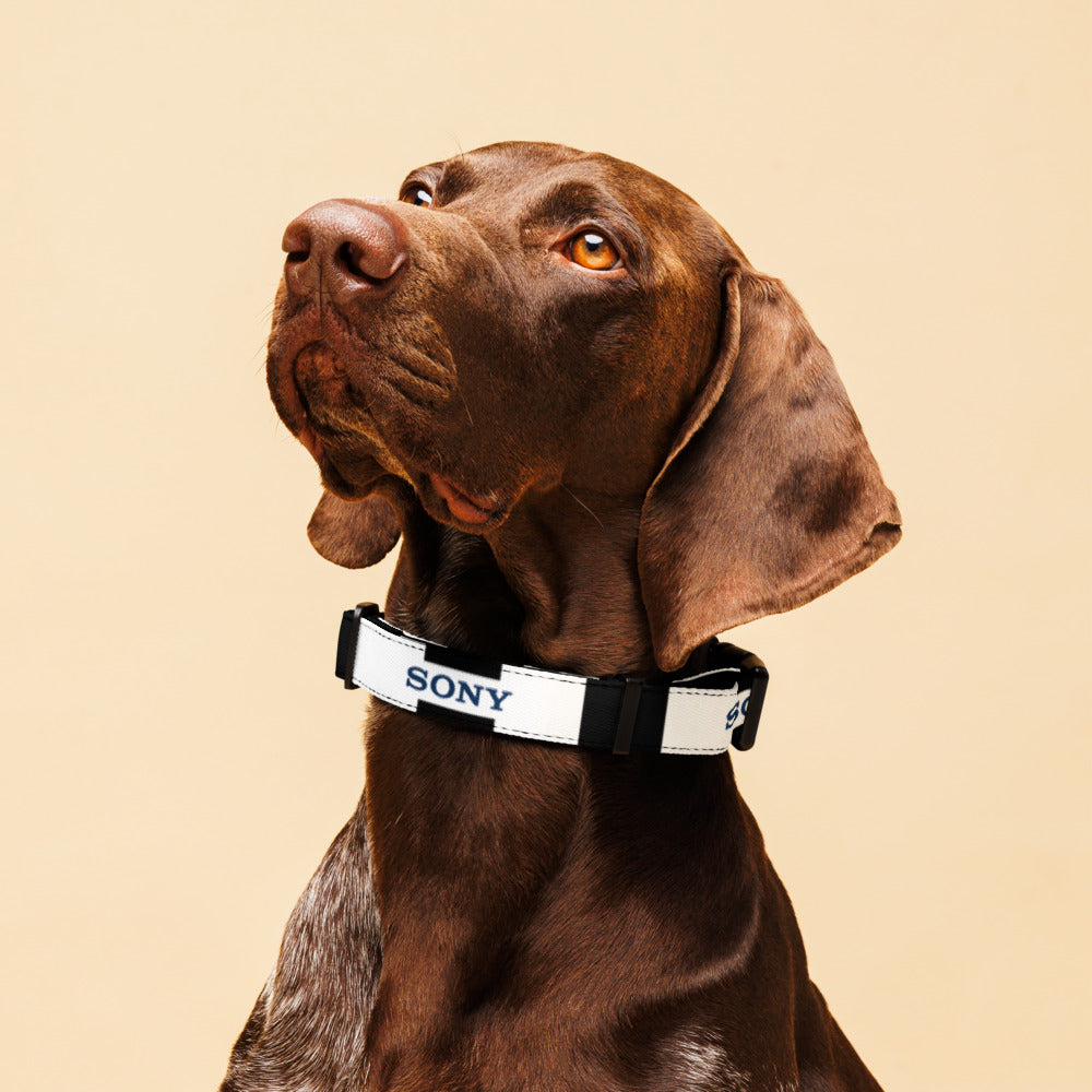 A brown dog wearing a reflective gray collar with red 'Candy' branding, set against a solid beige background.