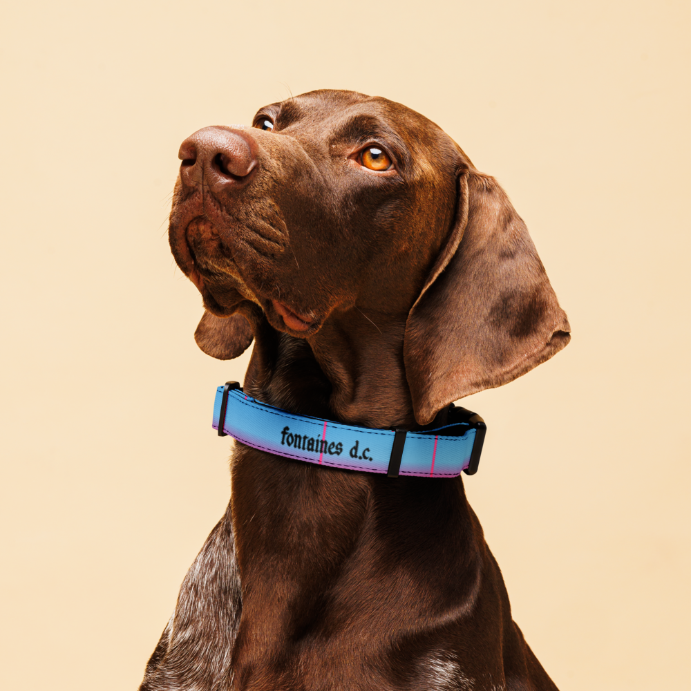 Romance Dog Collar